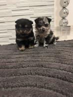 Pomeriaan, Overige rassen, 8 tot 15 weken, Teef, Eén hond