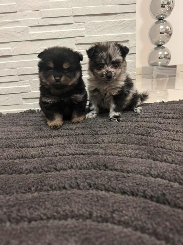 Pomeriaan, Dieren en Toebehoren, Honden | Chihuahua's en Gezelschapshonden, Teef, Overige rassen, Particulier, Eén hond, Nederland