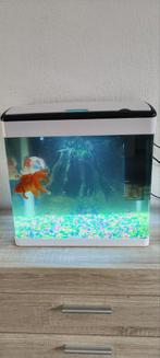 Aquarium incl toebehoren en 2 sluierstaarten, Ophalen, Zo goed als nieuw, Leeg aquarium