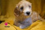 Stoere kruising labradoodle pups, medium., Nederland, Parvo, Overige rassen, 8 tot 15 weken
