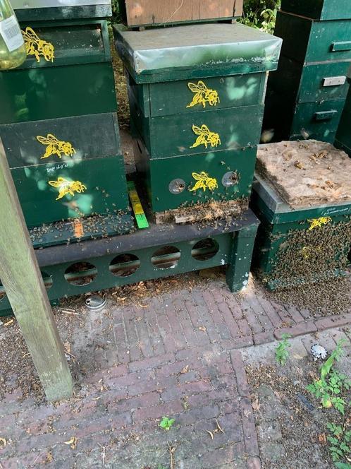 bijenvolken te koop ivm hersenschudding en materiaal gebrek, Dieren en Toebehoren, Insecten en Spinnen, Bijen