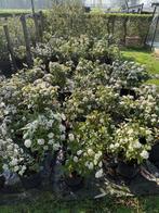 viburnum tinus, Ophalen, Overige soorten, Struik, Minder dan 100 cm