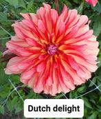 dahlia knollen, Tuin en Terras, Bloembollen en Zaden, Ophalen of Verzenden, Voorjaar, Volle zon, Knol