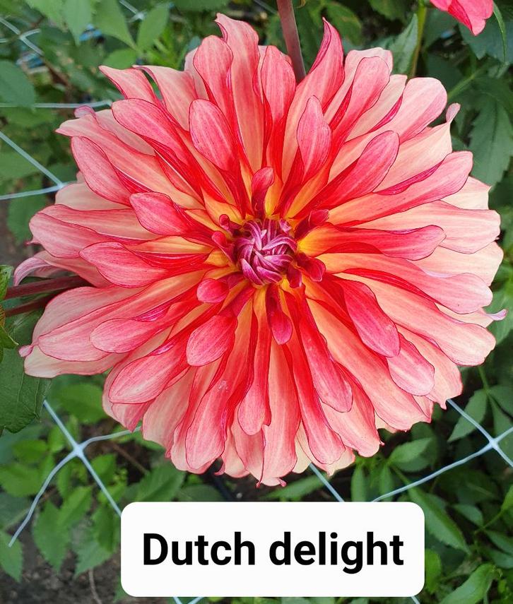 dahlia knollen, Tuin en Terras, Bloembollen en Zaden, Knol, Voorjaar, Volle zon, Ophalen of Verzenden