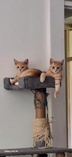 Kittens. Mix/ Britse korthaar/Maine coon, Dieren en Toebehoren, Katten en Kittens | Overige Katten, Poes, Kortharig, 0 tot 2 jaar