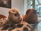 2 lieve cavia zusjes, Mei, Vrouwelijk, Cavia