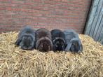 Nederlandse hangoor dwerg voedsters blauw, otter en choco, Dieren en Toebehoren, Konijnen, Vrouwelijk, Dwerg, Hangoor
