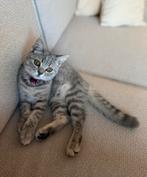 Brits Korthaar kitten, Dieren en Toebehoren, Katten en Kittens | Raskatten | Korthaar, Poes, Ontwormd, 0 tot 2 jaar
