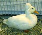 Dwergkuifeend gezocht, Dieren en Toebehoren, Pluimvee, Vrouwelijk, Eend
