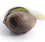 Wiet zaadjes, Ophalen of Verzenden, Volle zon