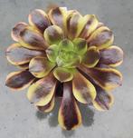 Aeonium Super Bang, Vetplant, Minder dan 100 cm, Groene kamerplant, Halfschaduw