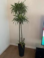 hoge smalle dracaena kamerplant met overpot, Ophalen