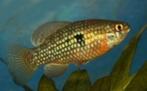 jordanella floridae blokvisje € 3,95, Dieren en Toebehoren, Vissen | Aquariumvissen, Vis, Zoetwatervis