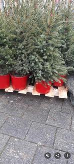 Kerstbomen in pot of met kluit in Ewijk, Diversen, Kerst, Ophalen of Verzenden