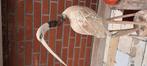 Reiger., Ophalen of Verzenden