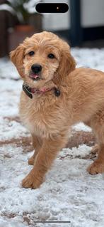 Golden doodle Bella, 15 weken tot 1 jaar, Teef, Parvo, Eén hond