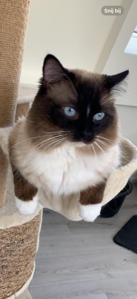 Ragdoll VOLLEDIG DNA GETEST(dekkater)NIET TE KOOP, Dieren en Toebehoren, Katten en Kittens | Dekkaters