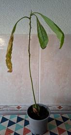 Stek van avocado plantje, Ophalen, Halfschaduw, Minder dan 100 cm