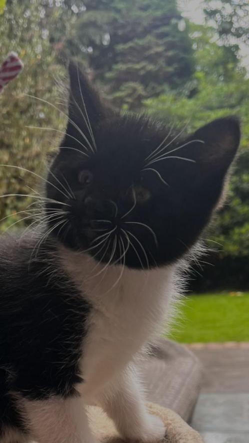 Half Siberische kittens, Dieren en Toebehoren, Katten en Kittens | Raskatten | Langhaar, Meerdere dieren, 0 tot 2 jaar, Gechipt