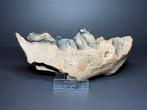Grottenhyenakaak 3 kiezen (oud beest), Verzamelen, Mineralen en Fossielen, Ophalen of Verzenden, Fossiel