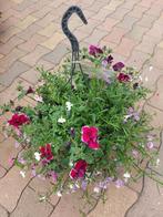 Hanging basket heel veel soorten voor moederdag, Tuin en Terras, Planten | Tuinplanten, Ophalen, Zomer, Overige soorten, Volle zon