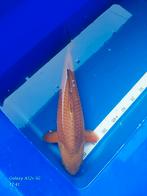 Koi Chagoi, Karper of Koi