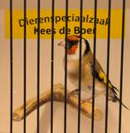 Major putter man, Dieren en Toebehoren, Vogels | Overige Vogels, Mannelijk, Wildzangvogel, Geringd