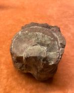 Fossiel : Ammoniet. weekdier, Ophalen of Verzenden, Fossiel