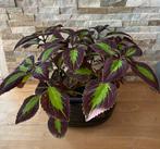 Siernetel saturn in pot, Overige soorten, In pot, Minder dan 100 cm, Groene kamerplant