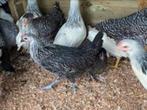 Krielkippen:Sussex-Barnevelder-Australorp-Wyandotte-Cochin-Z, Dieren en Toebehoren, Pluimvee, Vrouwelijk, Kip