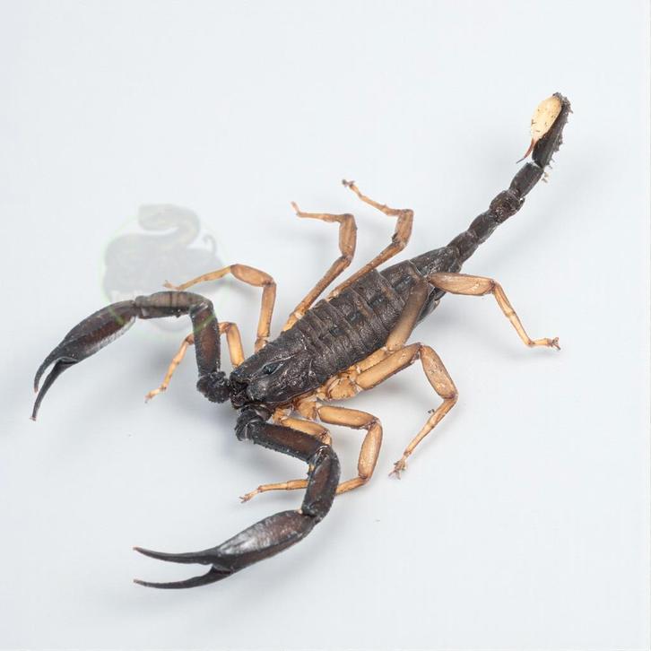 Schorpioenen beschikbaar!, Dieren en Toebehoren, Insecten en Spinnen, Spin of Schorpioen