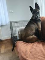 Een mooi Mechelse herder, Parvo, Teef, Eén hond, 3 tot 5 jaar