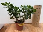 Jadeplant (Crassula Ovata), Huis en Inrichting, Kamerplanten, Ophalen, Vetplant, Minder dan 100 cm, Volle zon