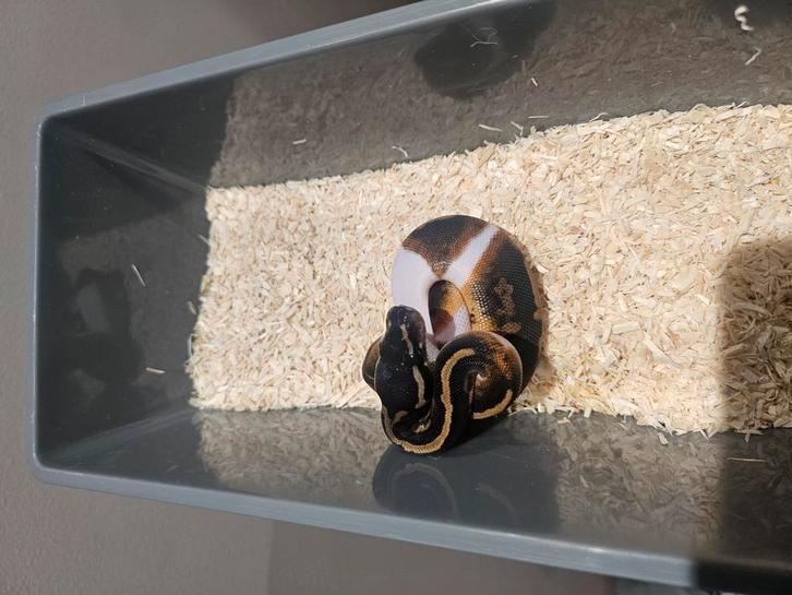Piedbald Morphs Verlaagde Prijzen, Dieren en Toebehoren, Reptielen en Amfibieën, Slang, 0 tot 2 jaar, Tam