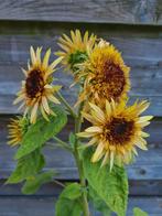 Zaden van astra rose zonnebloem '25, Ophalen of Verzenden, Voorjaar, Volle zon, Zaad