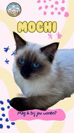 Liefste Ragdoll Kitten (seal point) met stamboom, Dieren en Toebehoren, Katten en Kittens | Raskatten | Langhaar, Poes, Gechipt