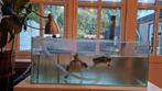Twee waterschildpadden met aquarium, filter en verwarming, Januari, Geslacht onbekend