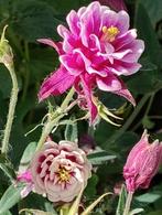 Biologisch zaad van Akelei Nora Barlow, Ophalen of Verzenden, Voorjaar, Volle zon, Zaad