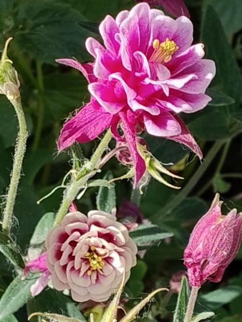 Biologisch zaad van Akelei Nora Barlow, Tuin en Terras, Bloembollen en Zaden, Zaad, Voorjaar, Volle zon, Ophalen of Verzenden