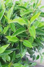 Portugese laurier, Tuin en Terras, Bloeit niet, Overige soorten, 100 tot 250 cm, Ophalen