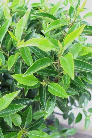 Portugese laurier beschikbaar voor biedingen