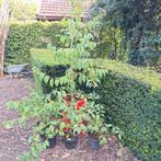 Zevenzonenboom in pot, Ophalen, In pot, Volle zon, Overige soorten