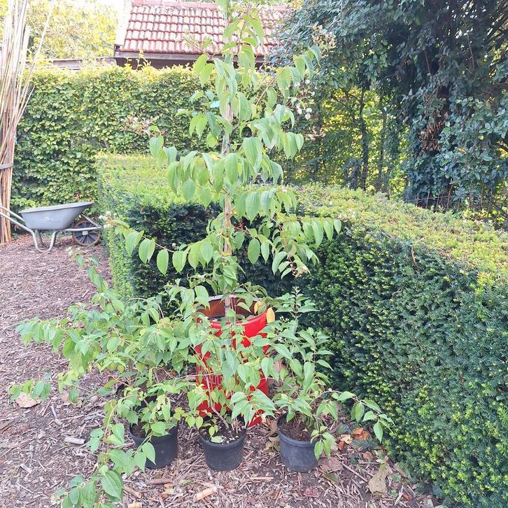 Zevenzonenboom in pot, Tuin en Terras, Planten | Bomen, Overige soorten, Volle zon, In pot, Ophalen