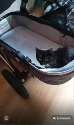 Kitten, Dieren en Toebehoren, Katten en Kittens | Overige Katten, Poes