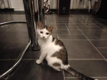 Lieve kitten zoekt forever home  beschikbaar voor biedingen