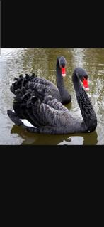 Te koop gevraagd zwarte zwaan vrouw, Dieren en Toebehoren, Pluimvee, Vrouwelijk, Gans of Zwaan