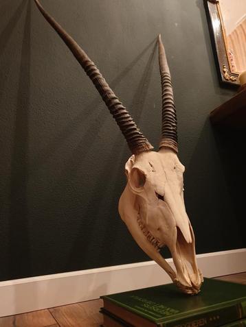 Mooie grote schedel met hoorns van Spiesbok/Oryx beschikbaar voor biedingen