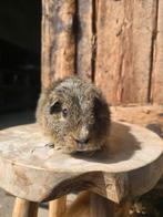 Us teddy cavia beertjes, Dieren en Toebehoren, Cavia, Mannelijk, Mei, Tam