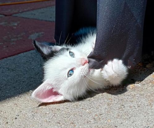 Wij zoeken ons Forever home, Dieren en Toebehoren, Katten en Kittens | Overige Katten, Meerdere dieren
