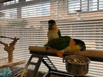Tamme Zwartkopcaique,s 2024, Dieren en Toebehoren, Vogels | Parkieten en Papegaaien, Mannelijk, Parkiet